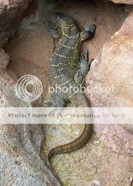 Nile_monitor_lizard.jpg