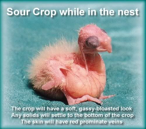 sour-crop-nestling-illus.jpg