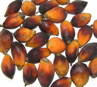 Palm-Nuts20web.gif