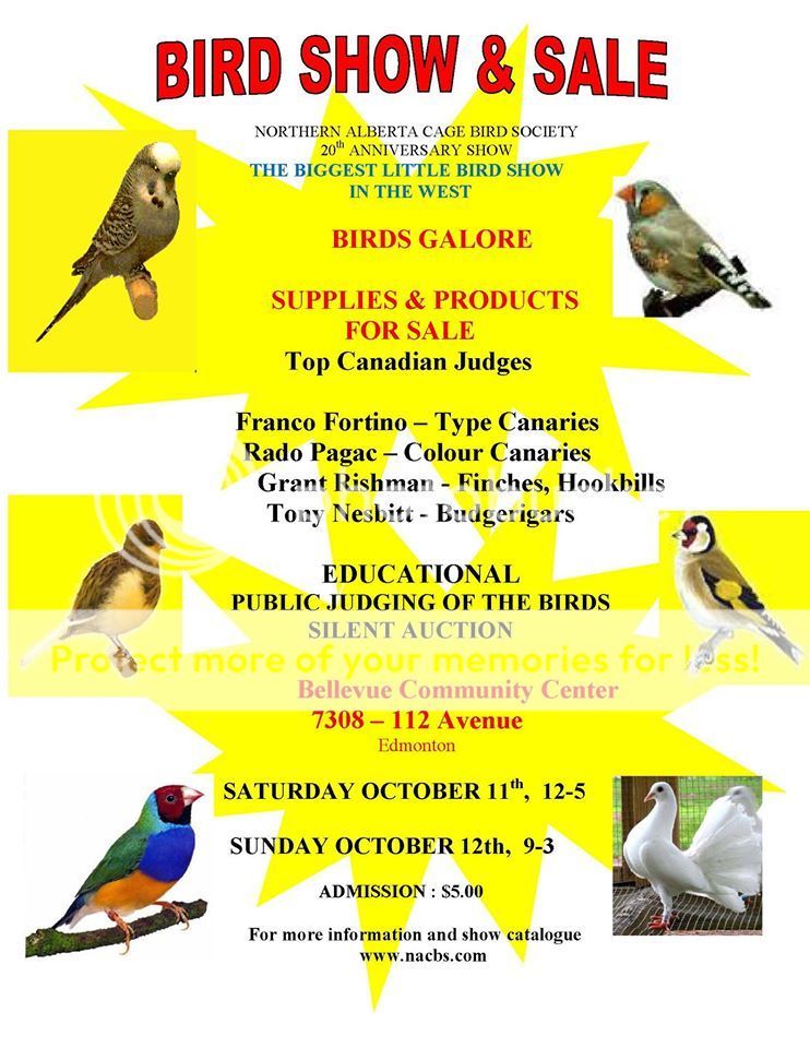 birdshowposter_zps5252e33a.jpg