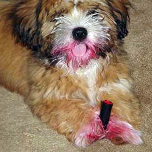 dog-wearing-lipstick.jpg