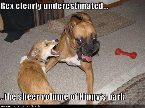 funny-dog-pictures-this-dog-has-sheer-power-in-his-bark.jpg