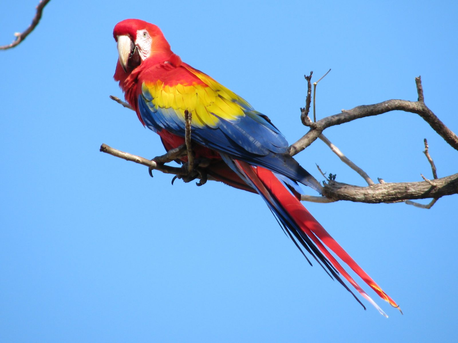 scarlet-macaw.jpg