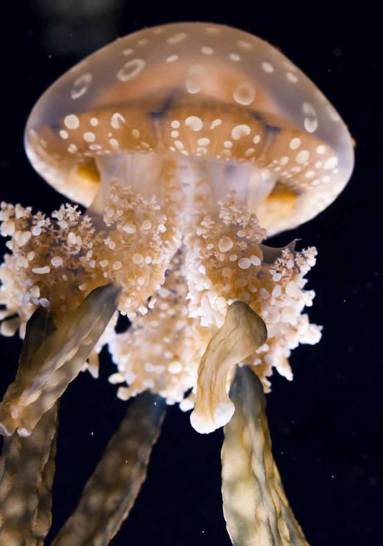 jellyfish_i_by_copperarabian-d4bx56g.jpg