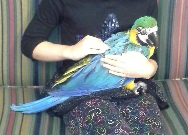 bird-macaw.jpg