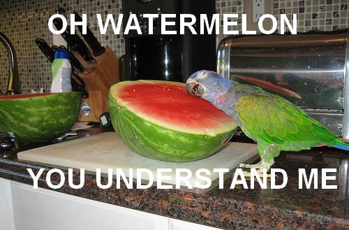 oh-watermelon-you-understand-me.jpg