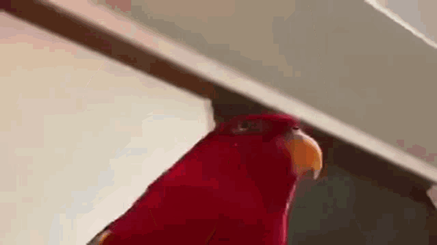 0f0.gif