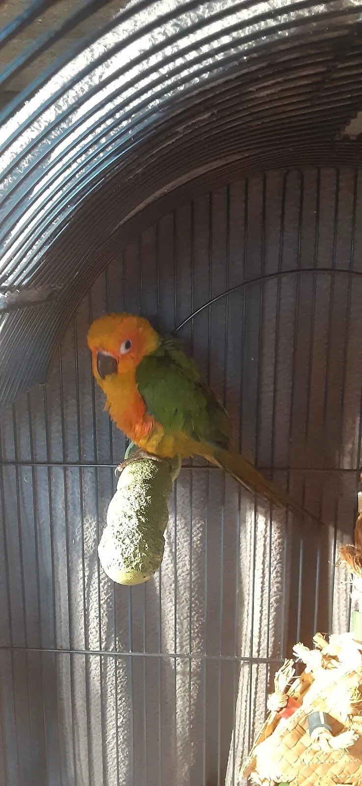 Can Sun Conures Get Cold? Protect Your Feathered Friend