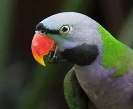 cool photoshop parrot에 대한 이미지 결과