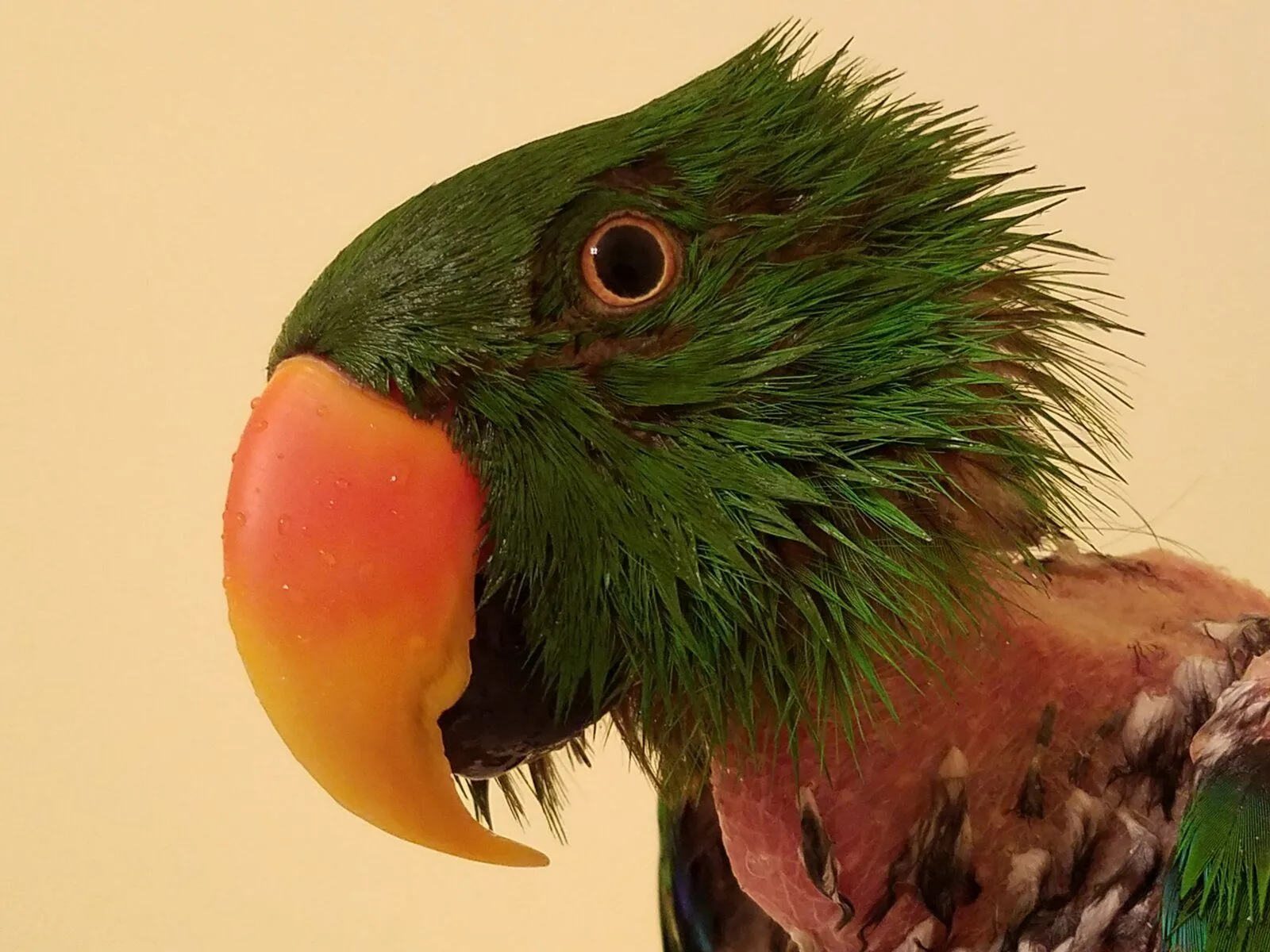 20180424_165733-jpg.54921