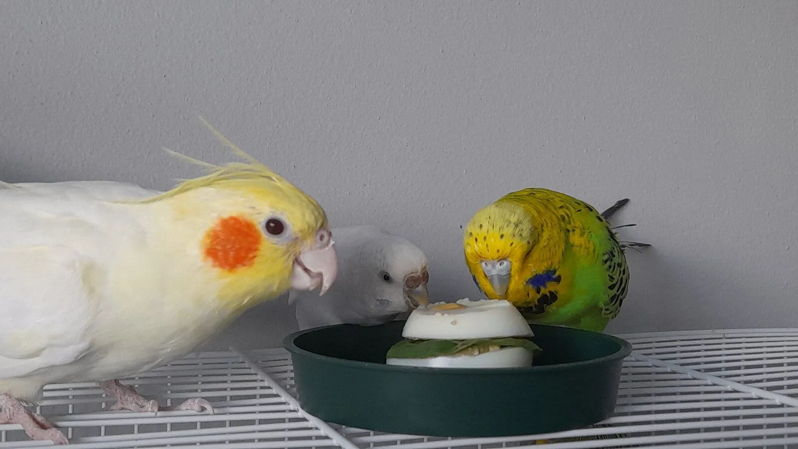 20230414_075931-jpg.55059