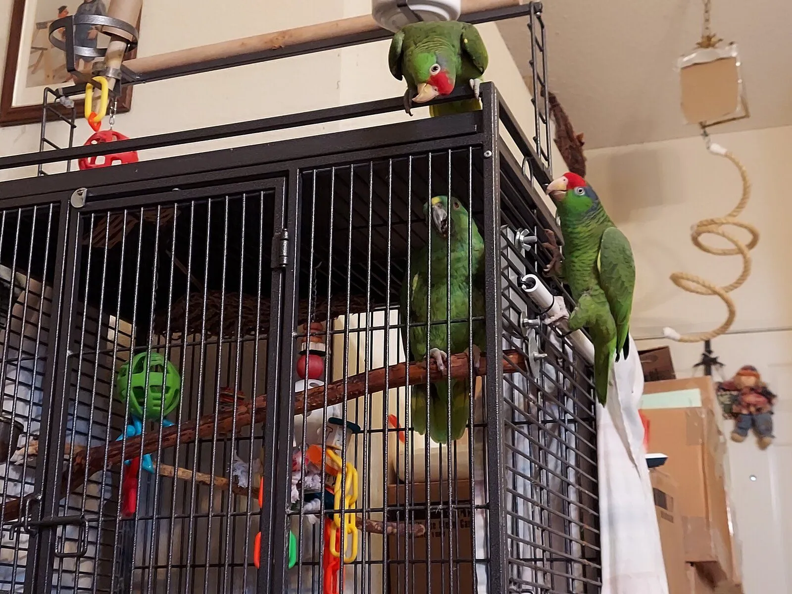 Large Parrot Photo Thread | Parrot Forum 🦜 Parrot Owners Community