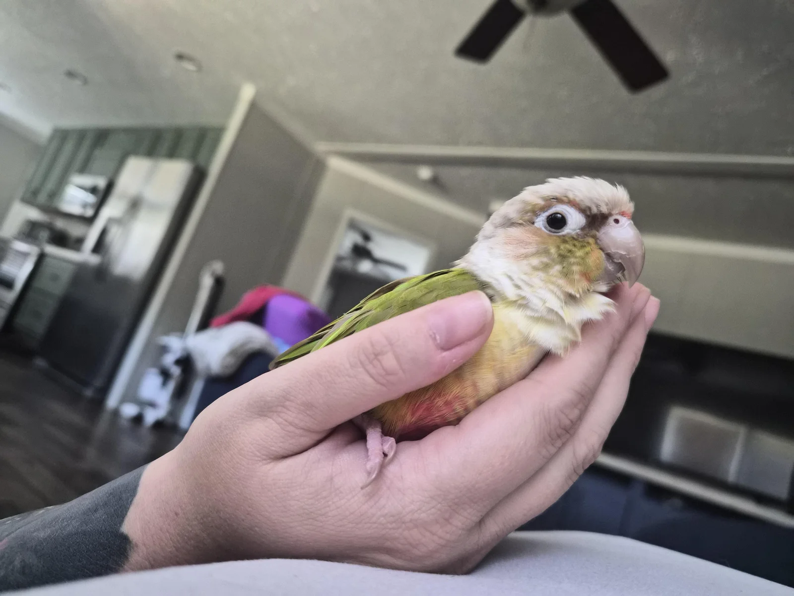 Teeko
