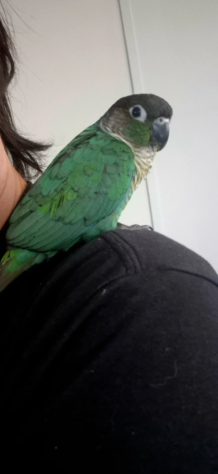 Teeko