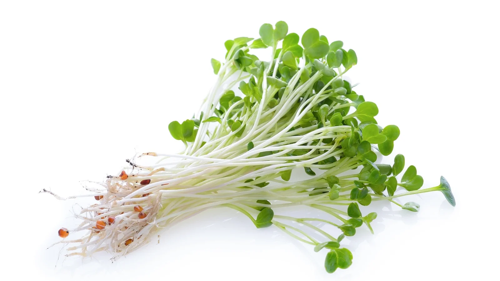 Alfalfa-Sprouts.webp