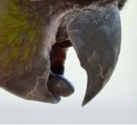 all about that beak.jpg