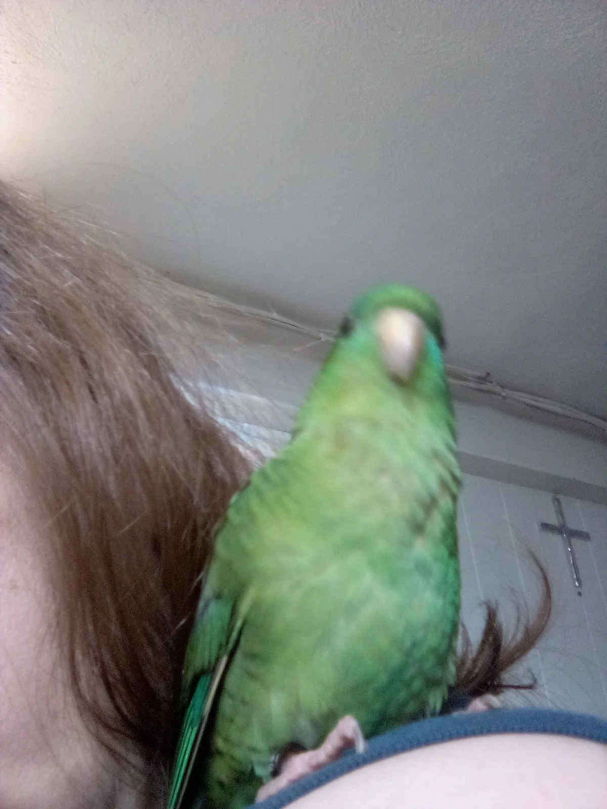 Behold my human.webp