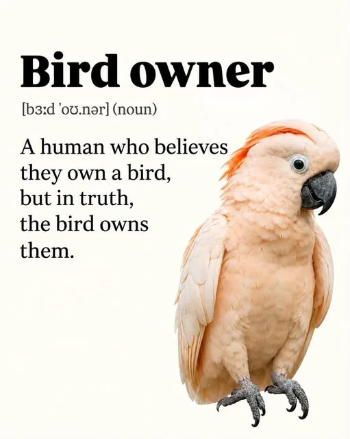 birdowner.webp