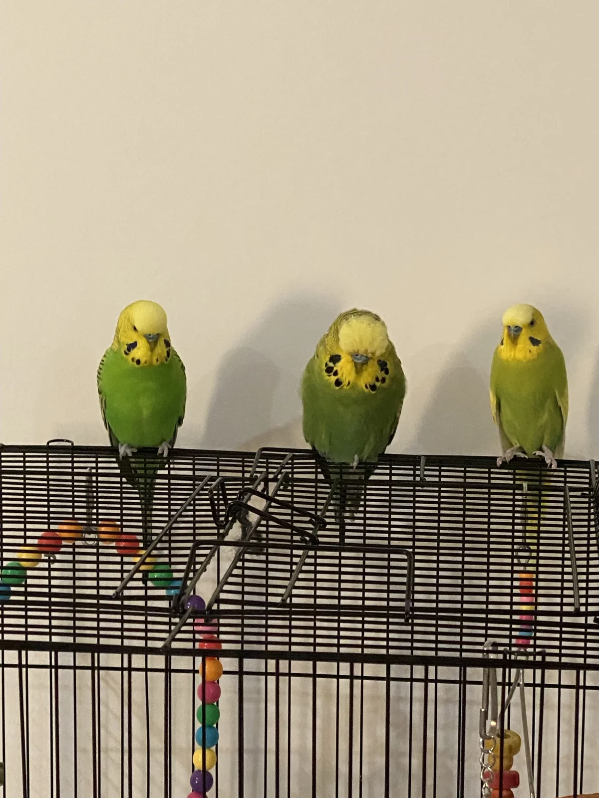 budgies.webp