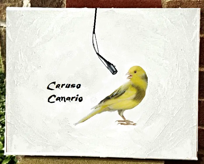 canario.webp