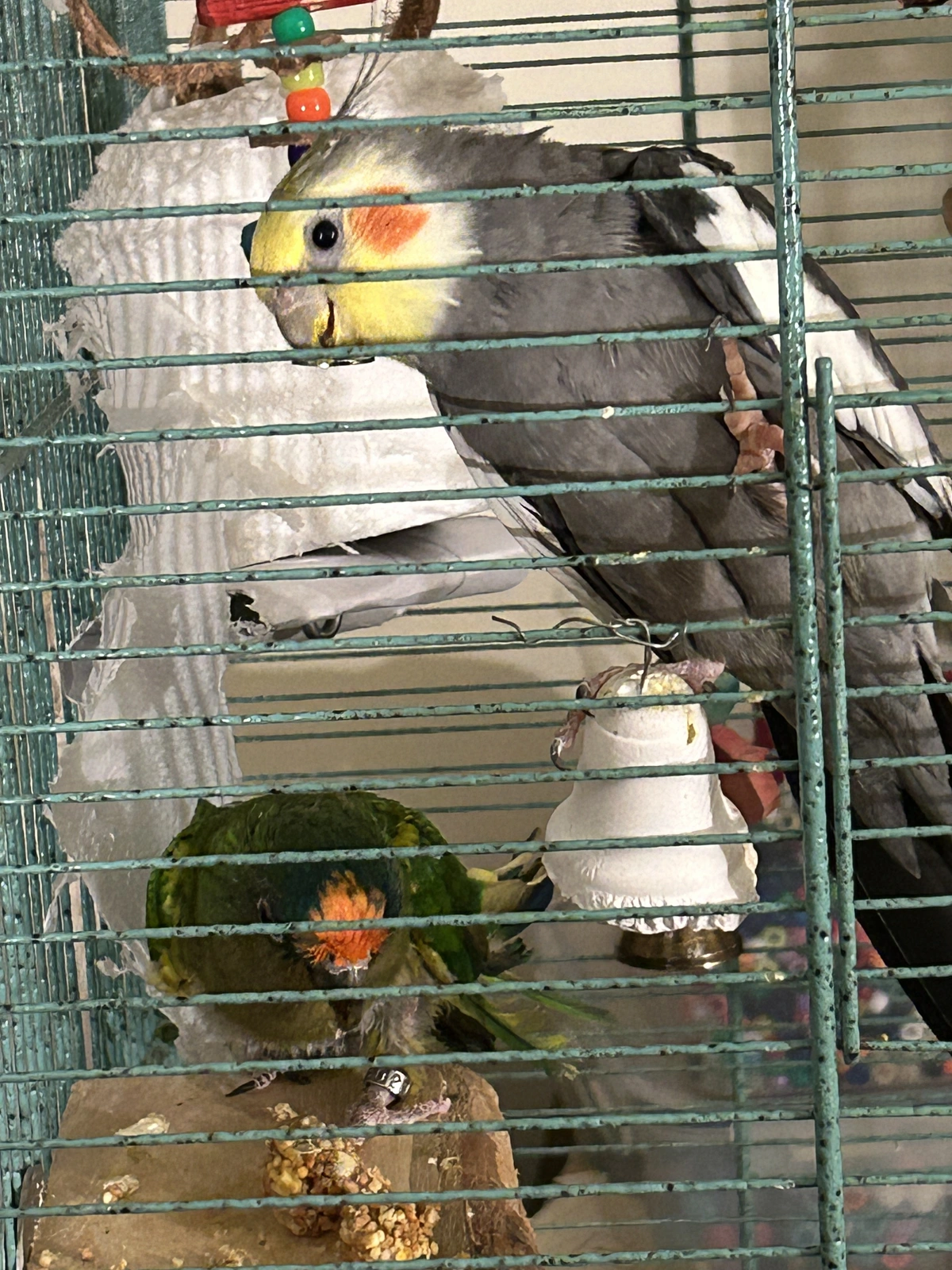 Charlie and Redshift in new cage again.webp