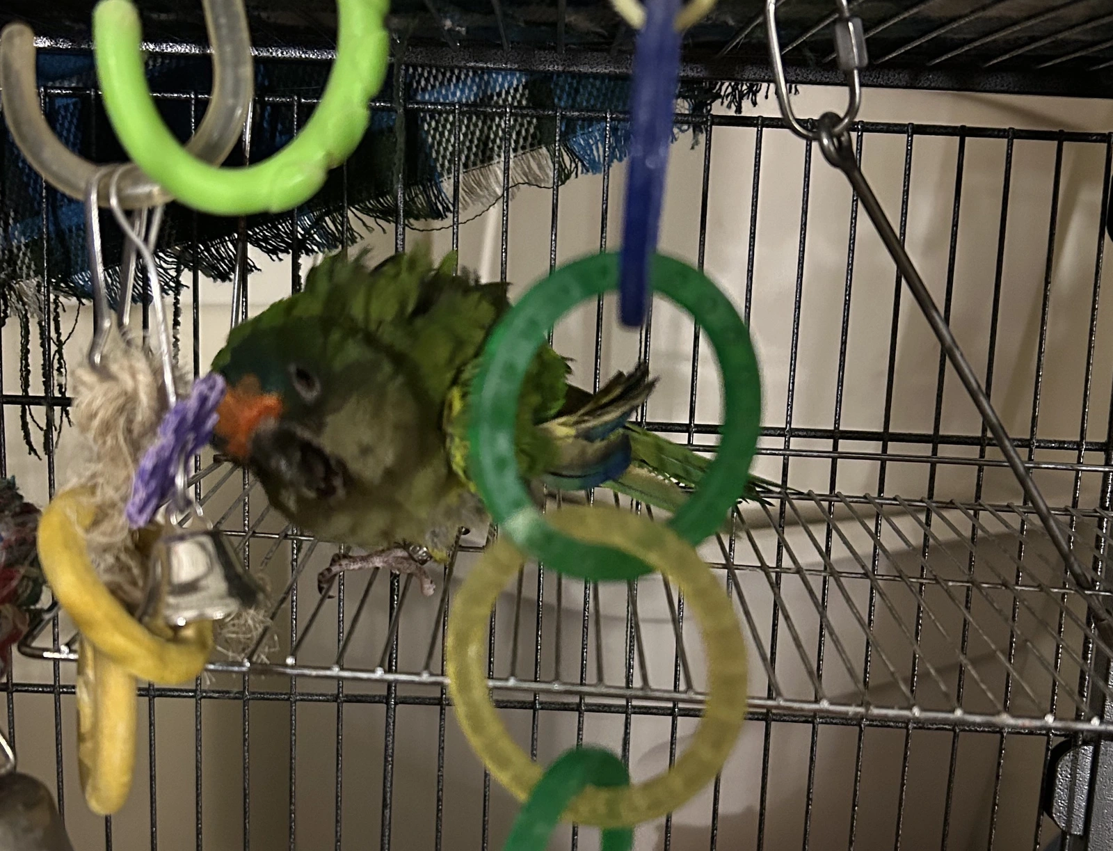 Charlie_oct 23_2025.webp