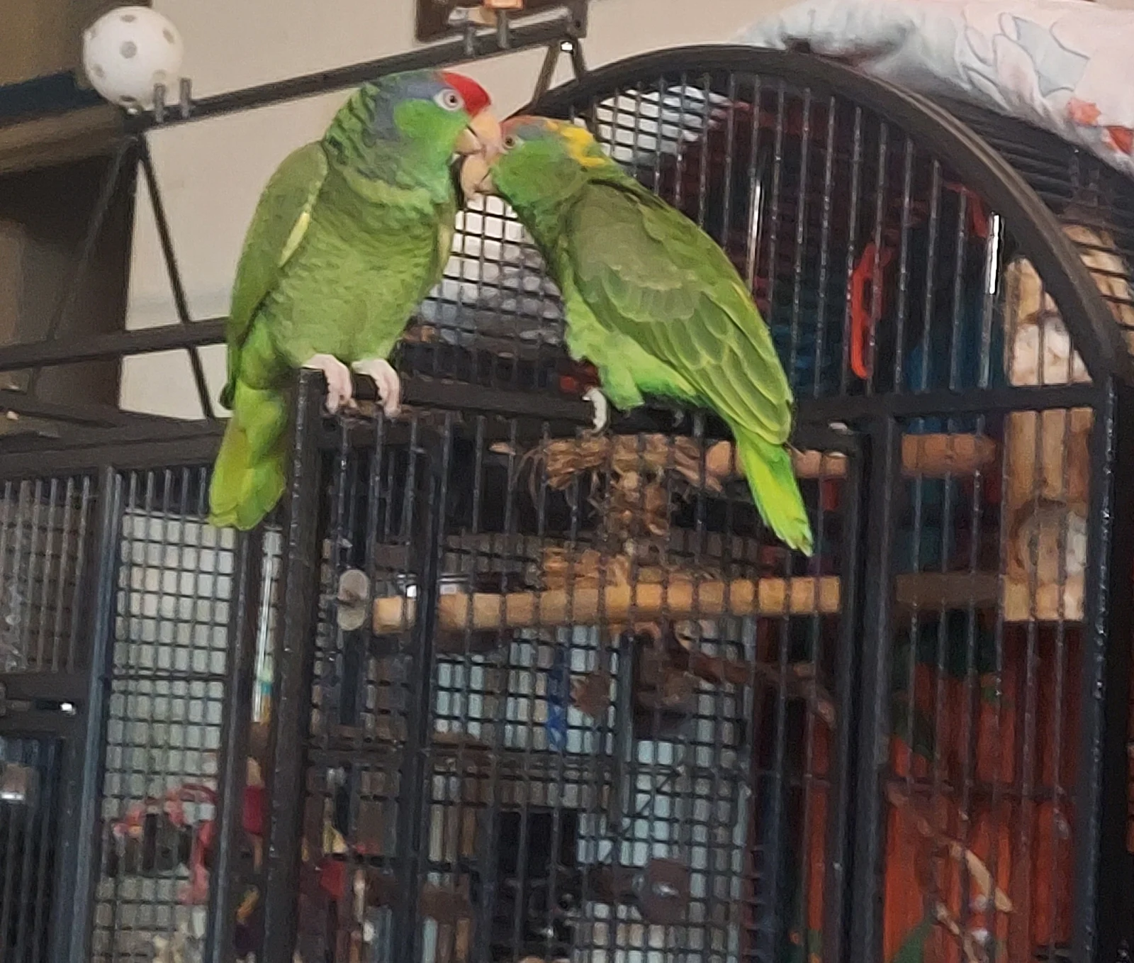 cheddar and Merlin.webp