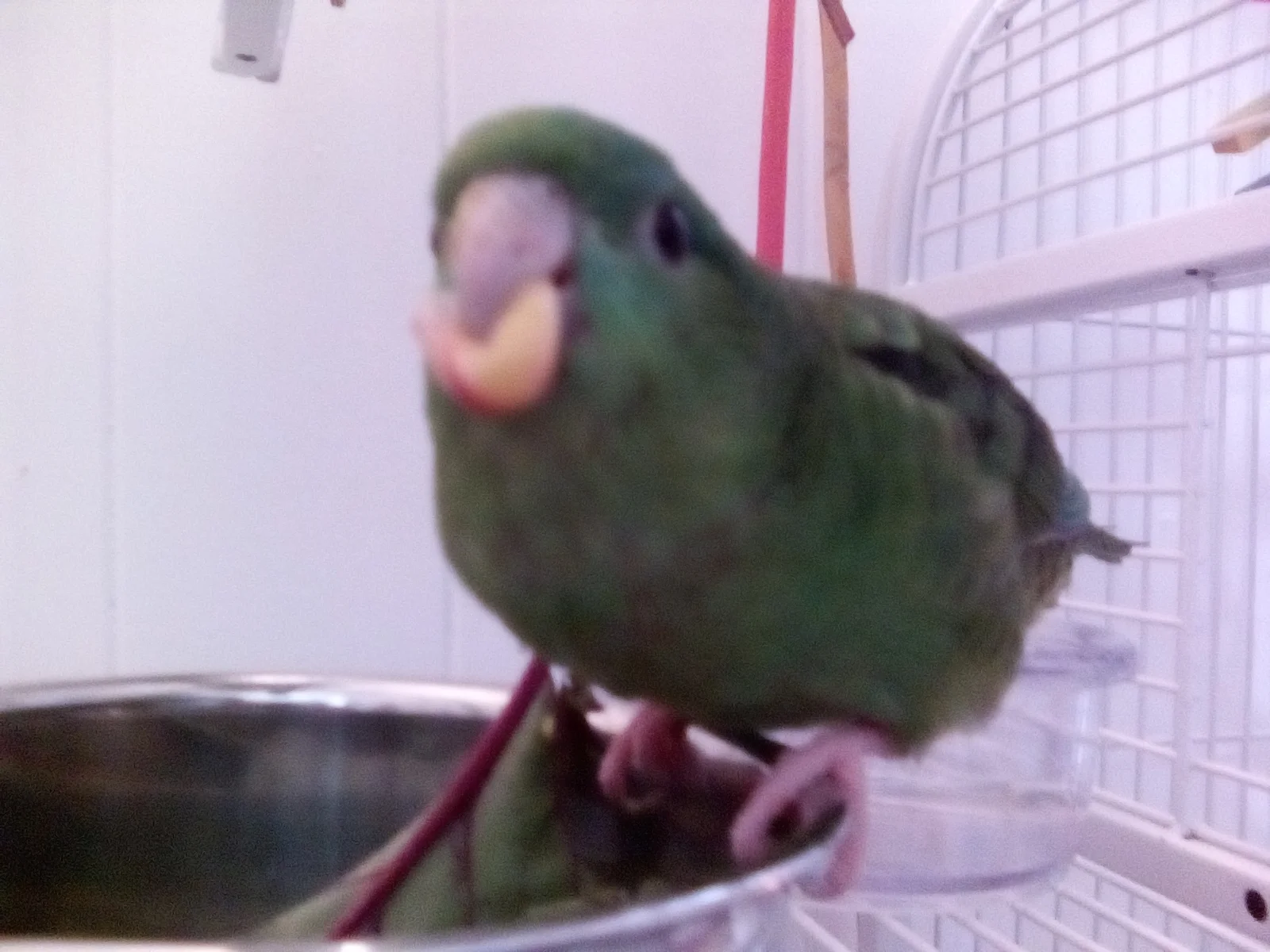 Corn is my super power.webp