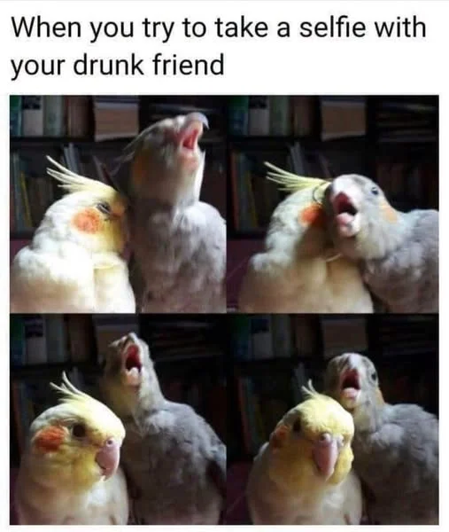 The best Bird meme!!
