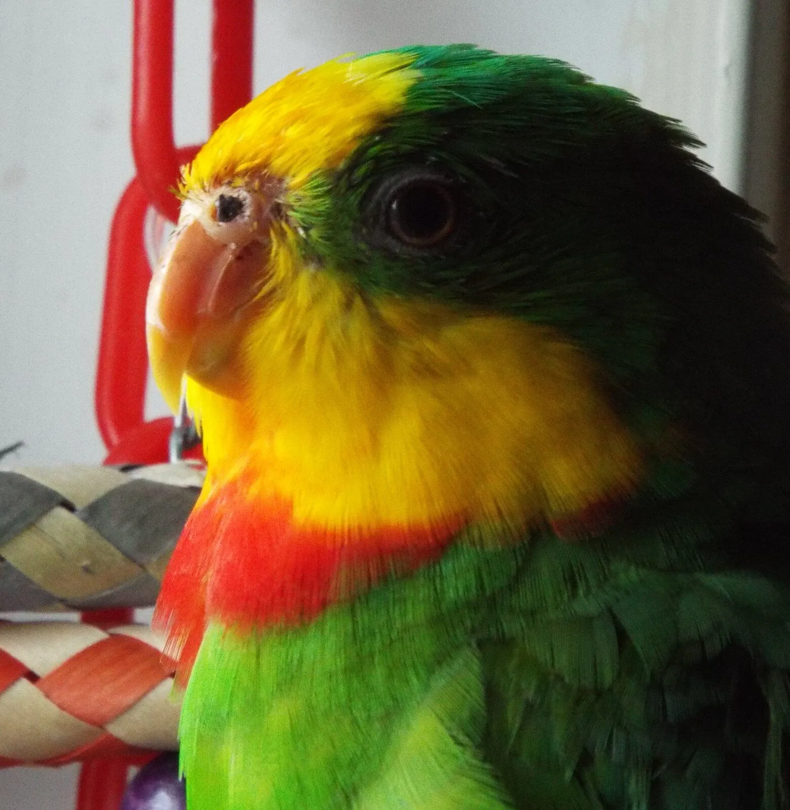 Blood in nostril? Parrot Forum 🦜 Parrot Owners Community