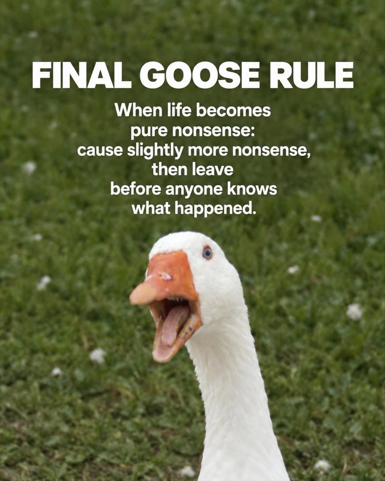 goosetao10.webp