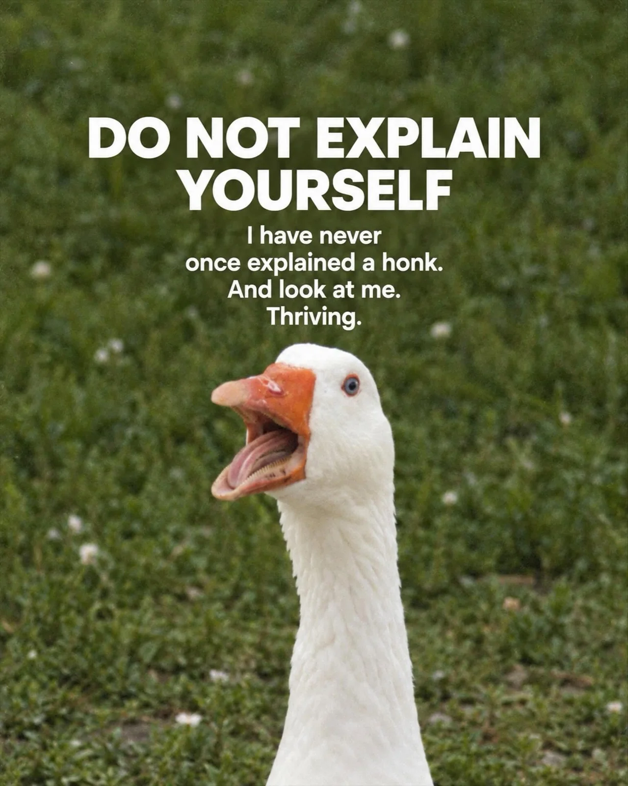 goosetao3.webp