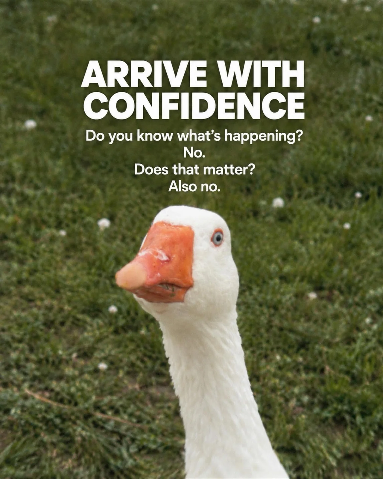 goosetao5.webp