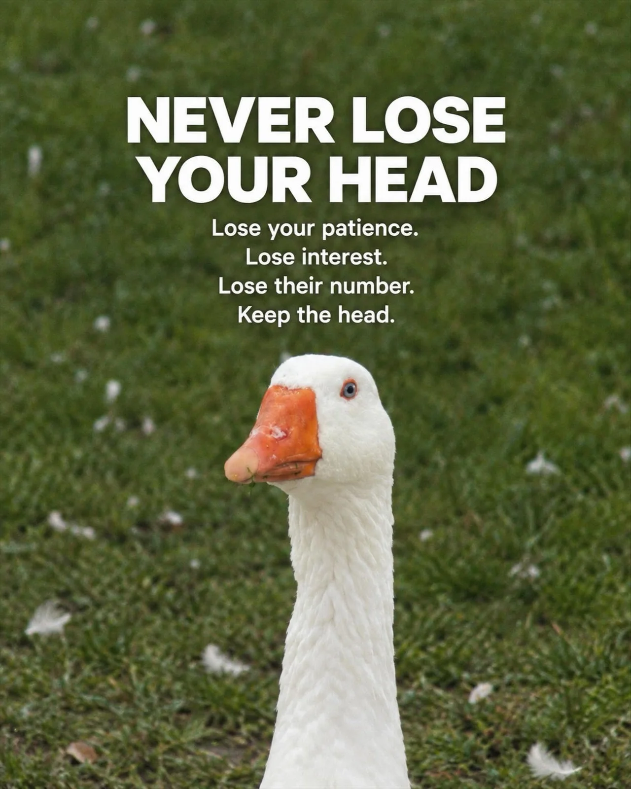 goosetao6.webp