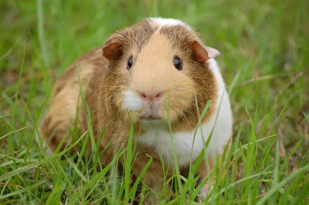 guinea-pig-cavy.webp