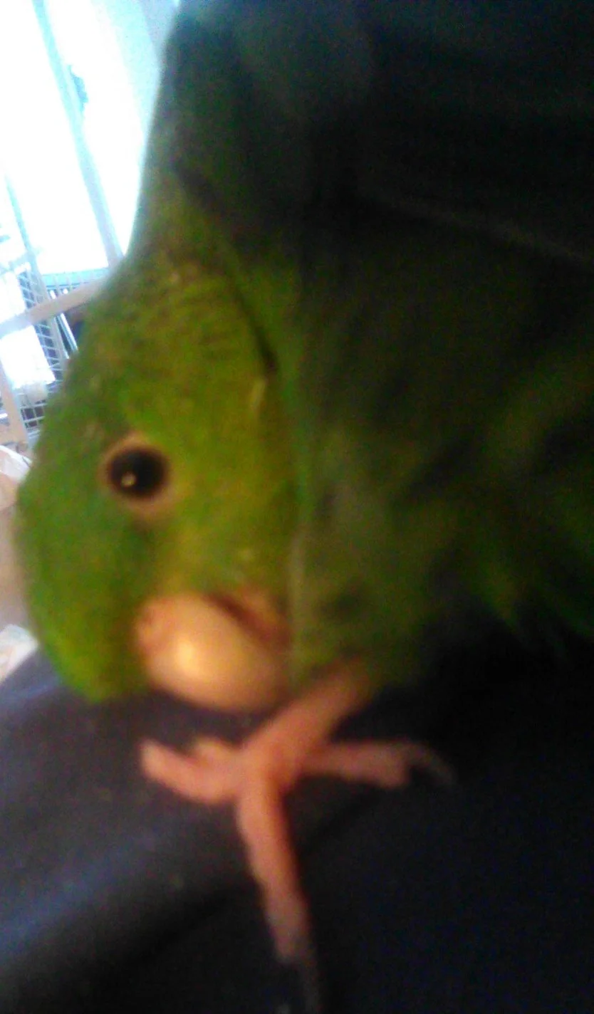 Here I am.webp
