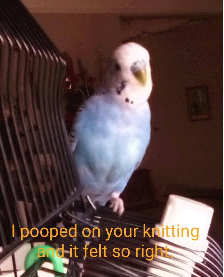 I pooped on your knitting.webp
