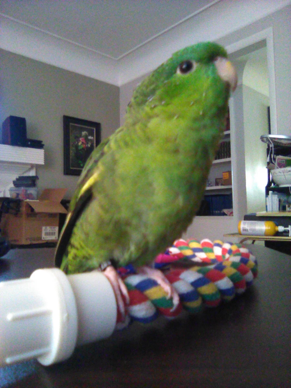 IMG_0356.webp