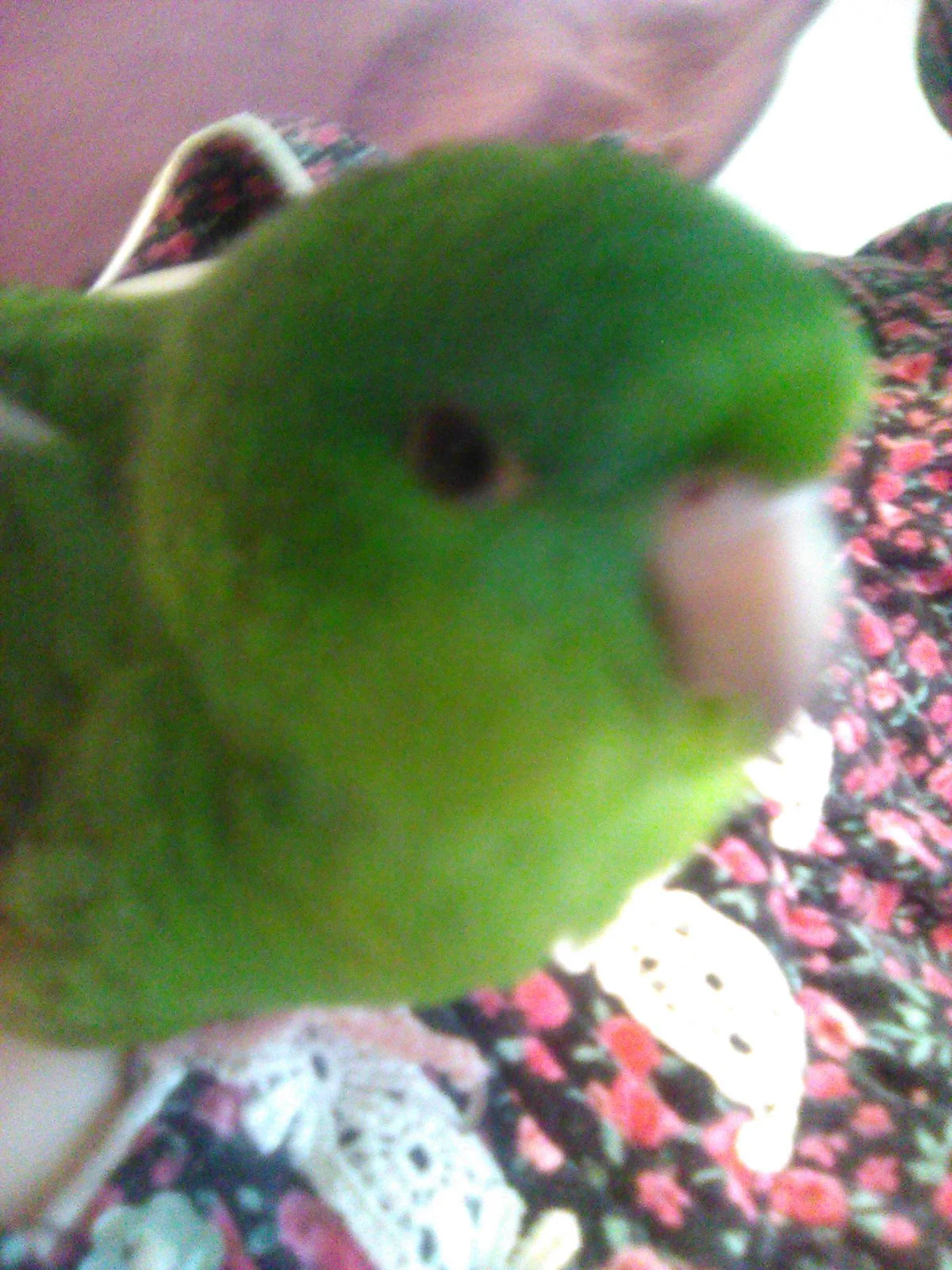 IMG_0711.webp