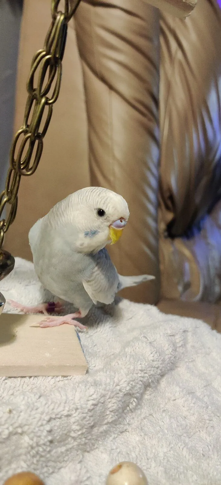 Flight feathers not growing back? Parrot Forum 🦜 Parrot Owners Community