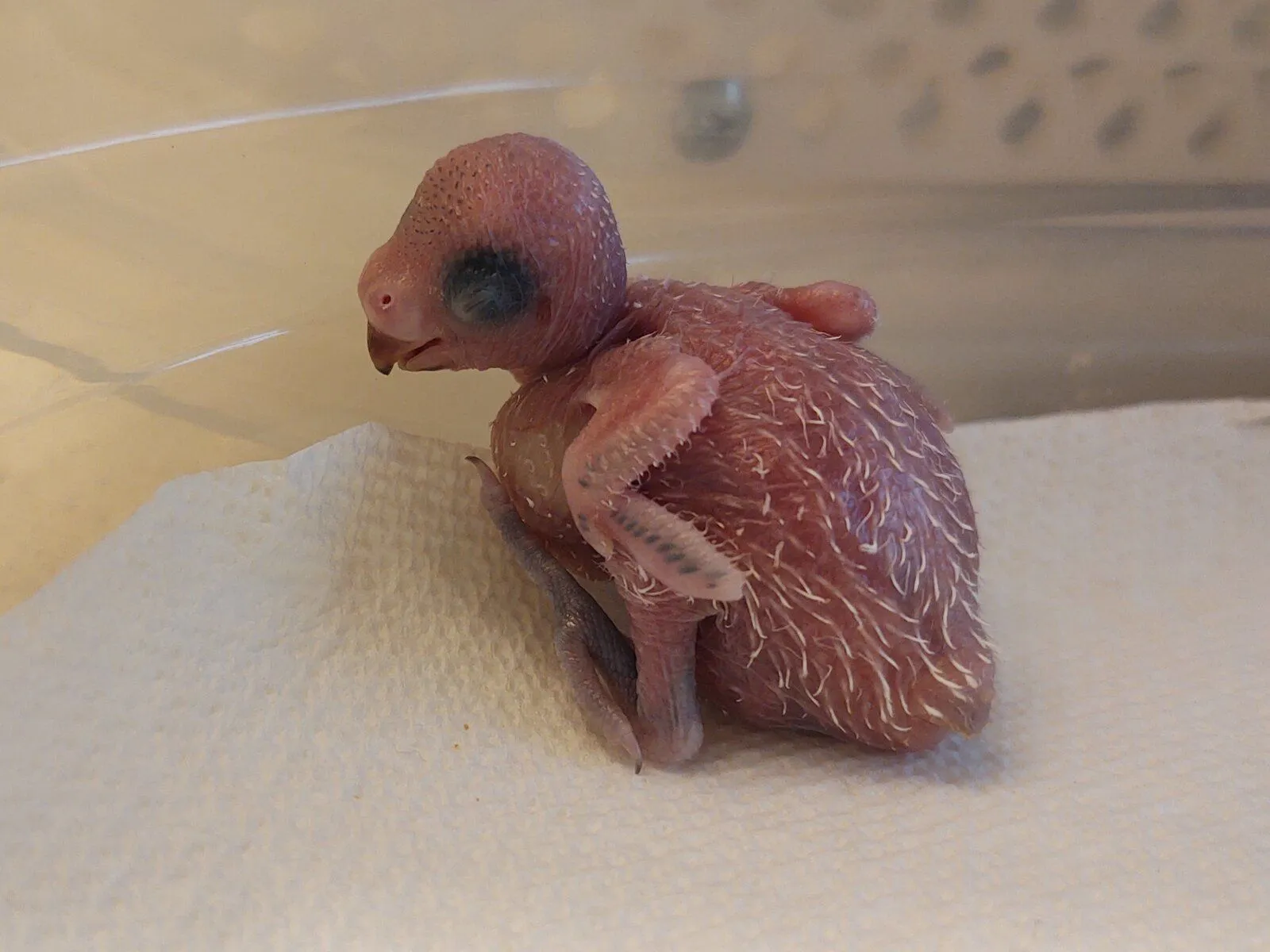 img_20221119_112933647-jpg.55256