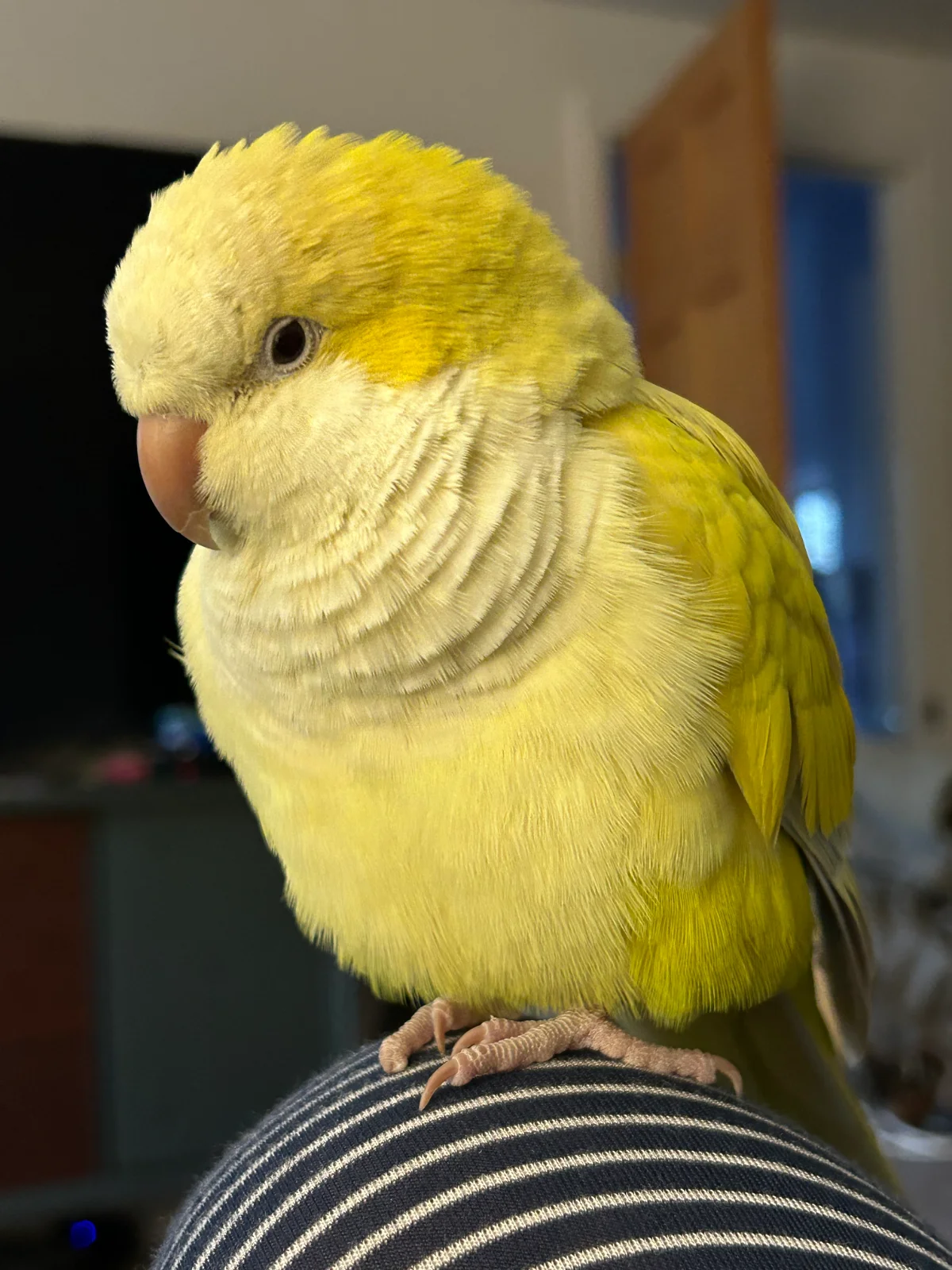 IMG_8797.webp