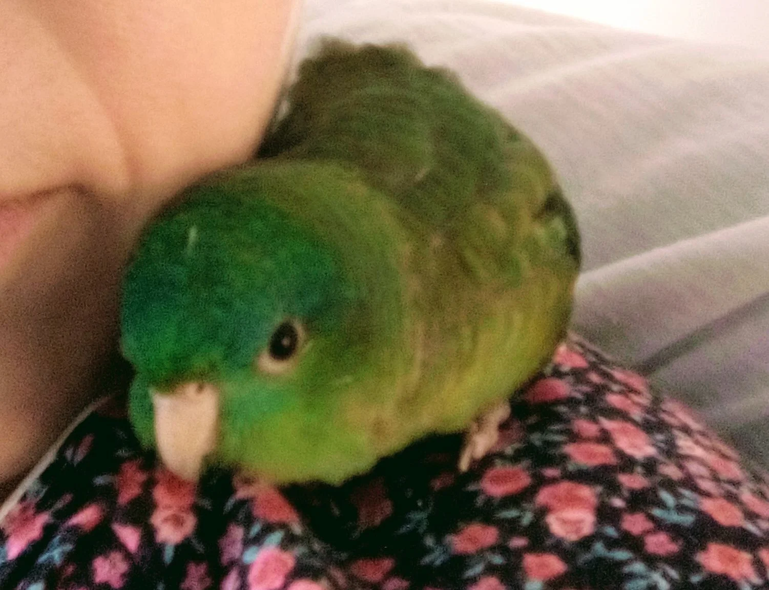 Juliette snuggle.webp