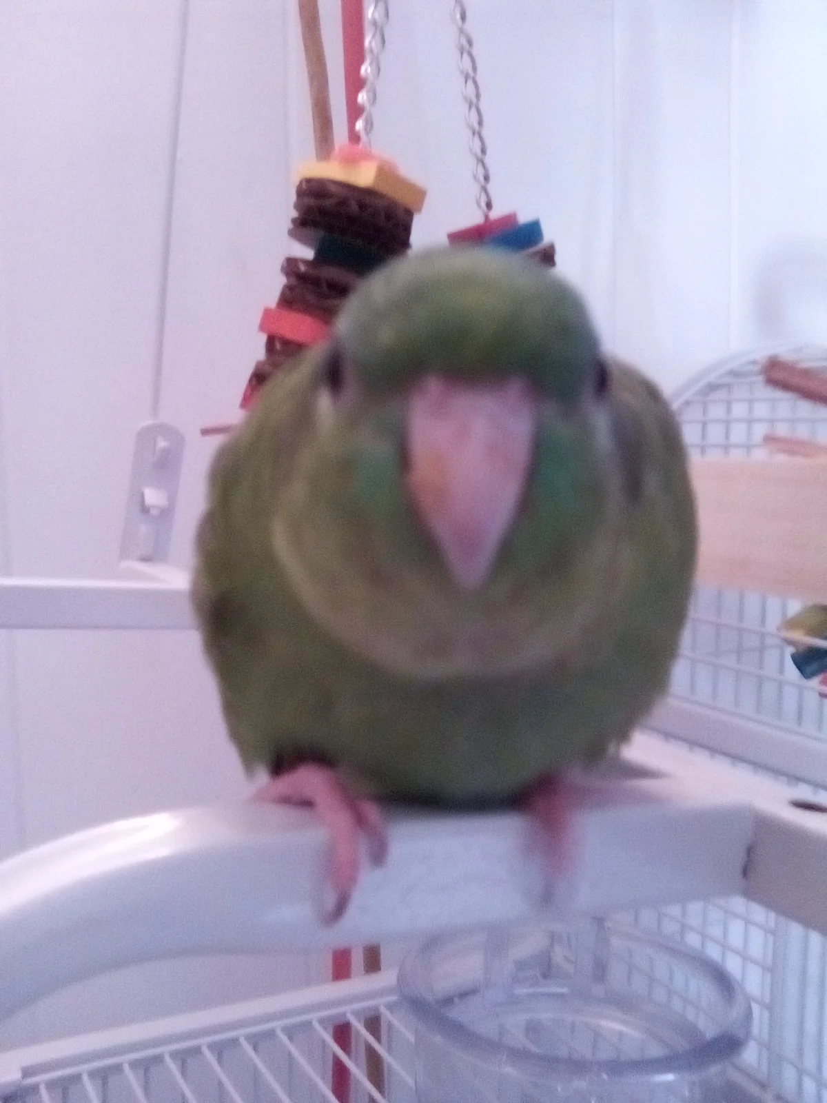 Juliette's poop face.webp