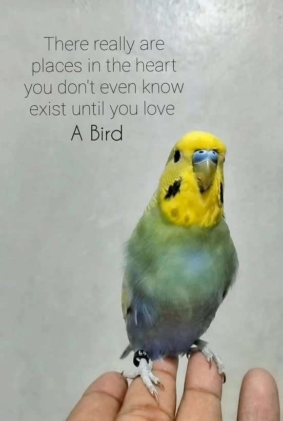loveabird.webp