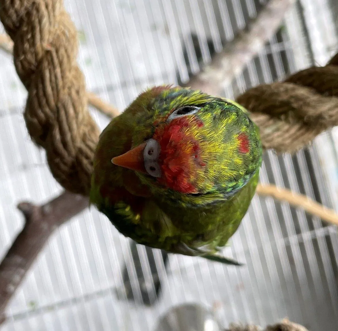 lovejoyredfeather-jpeg.46457