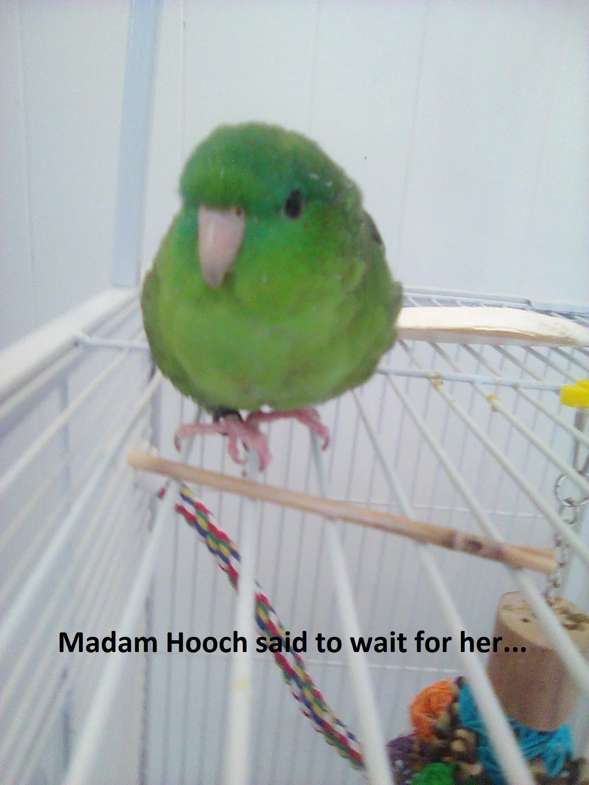 Madam Hooch said to wait.webp