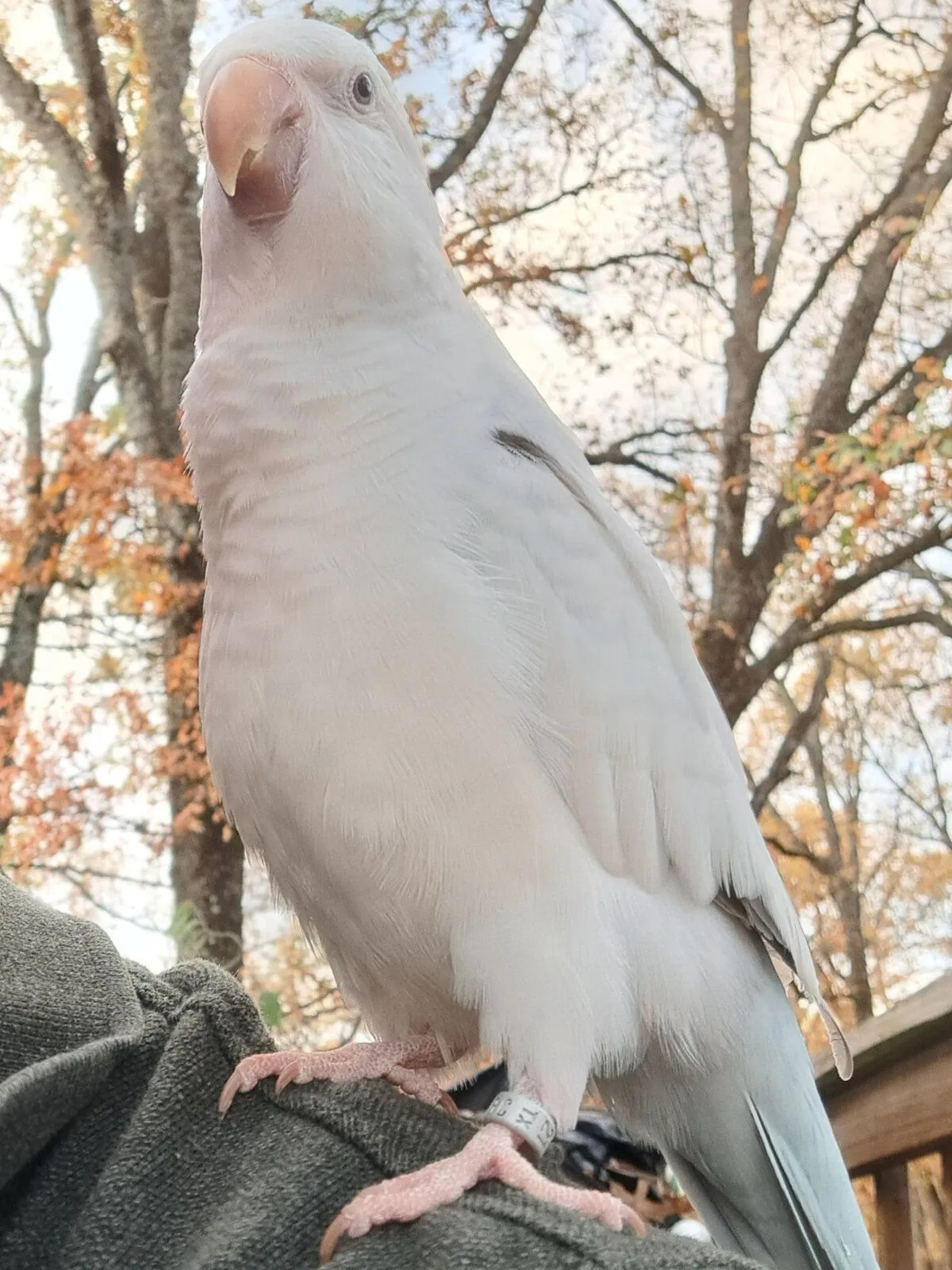 murray-proud-jpg.46327