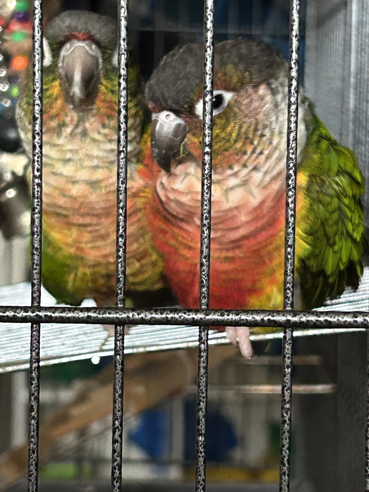 Quasar _l_ and Tailgate _r_ feb 2026.webp