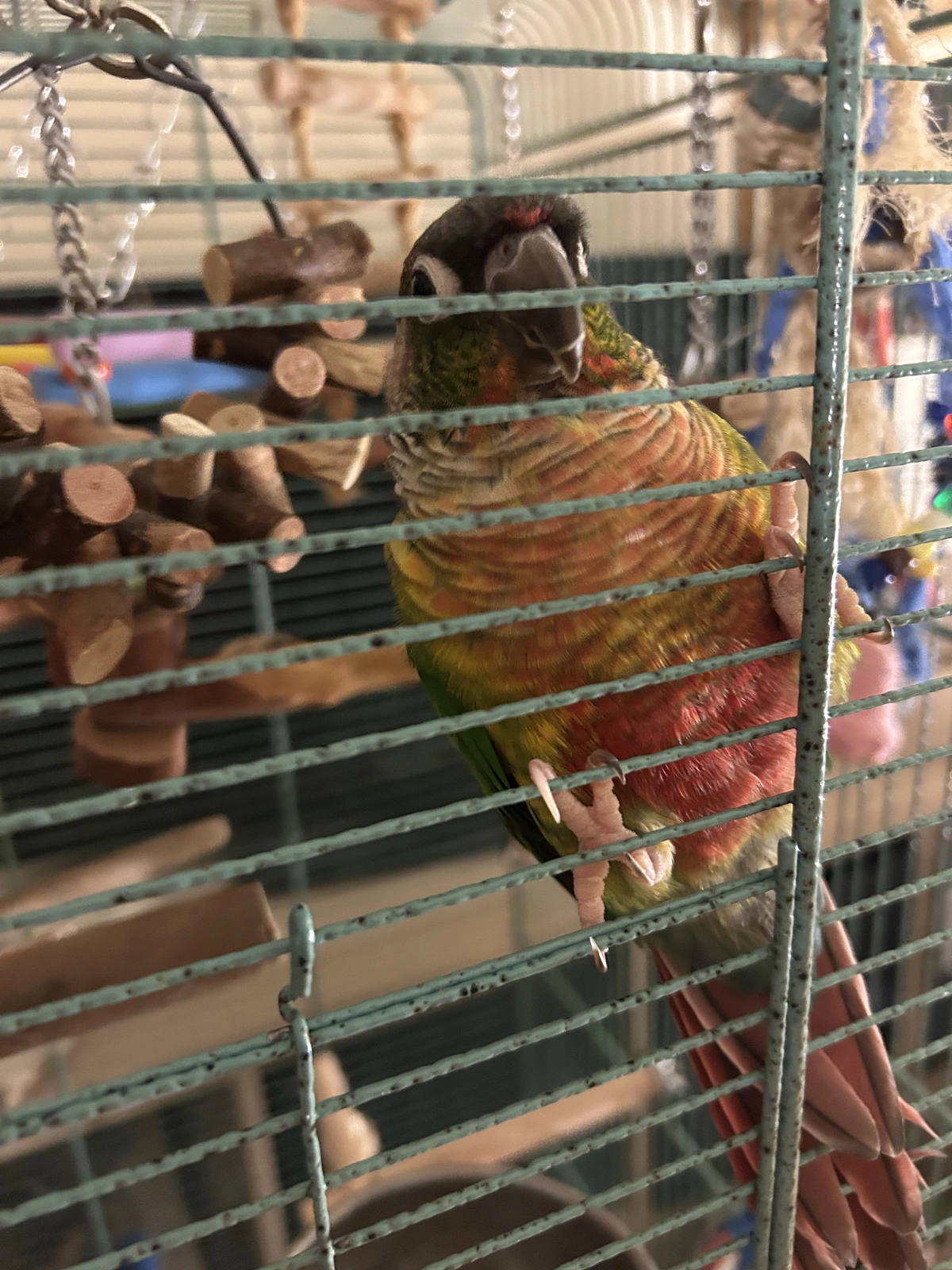 Quasar is behind bars_Oct 23 2025.webp